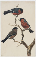 KT 2009 028-028
          <br/>
          Drie goudvinken
          <br/>
          <em>Trigt, Stephanus Hendrik Willem van (1790-1840)</em>